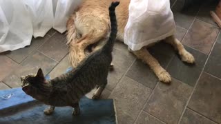 Cute dog playes hide and seek with cat
