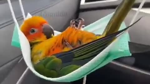Rich Parrot