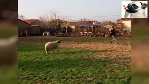 Sheep Attacking People Compilation - Super Funniest Animals Videos 2020