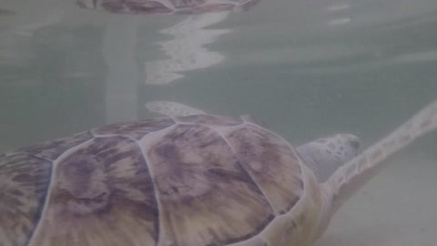 Grumpy Sea Turtle Bites GoPro