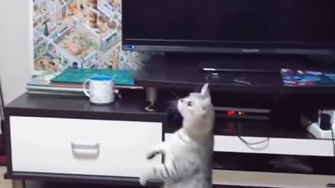 Cat playing with helicopter