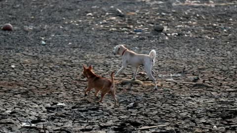 Angry Indian villagers kill 13 stray dogs after 3 children mauled to death