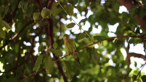 Parrot chilling