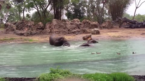 African Elephants Having Fun in the Water in the Rain, Disney's Animal Kingdom, Walt Disney World