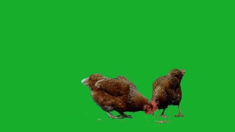 Chicken on Green Screen #1