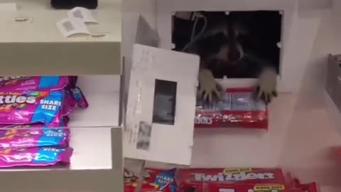 Raccon breaks through wall in airport to steal sweets