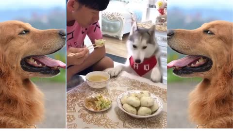Husky Funny Reaction After His Owner Eating Food Alone In Front Of Him | Funny Dog #Shorts