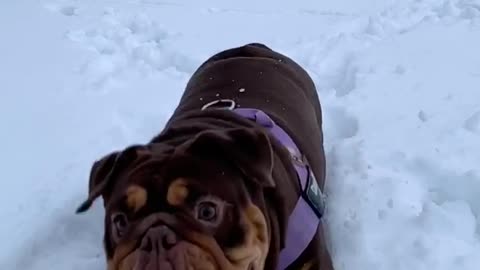 English Bulldog Does Slow Motion in the Snow