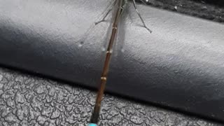 Dragonfly flew into the car