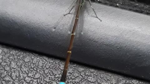 Dragonfly flew into the car