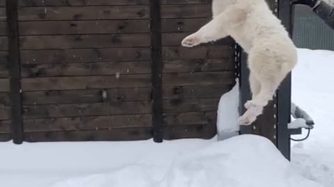 The dog dived into a pile of snow and disappeared