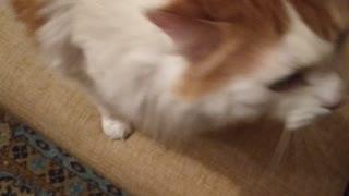 Cat meows