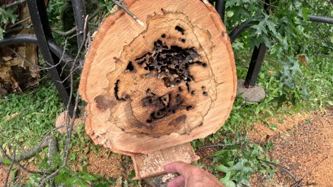 Episode 39 - Tree branch failures, and why you don't need to kill Carpenter Ants.