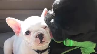 French Bulldog Completely Licks Puppy's Entire Face Clean