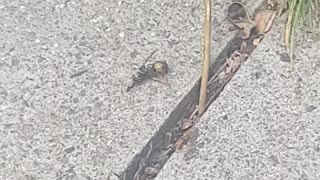 3 Ants Caught Carrying a Dead Wasp