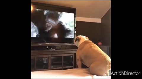 When my dog ​​watches the Hollywood movie King Kong