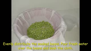 How to Sprout beans EASY 1 minute video