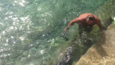 Sting Ray Petting in the wild and Shark Wrangling in the Bahamas
