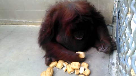 Orangutan playing with bread