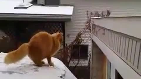 Cat Fails Jump From Snow Covered Car