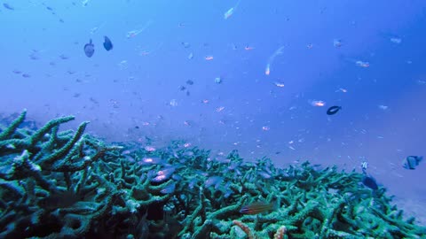 Underwater Okinawa: Red Lionfish