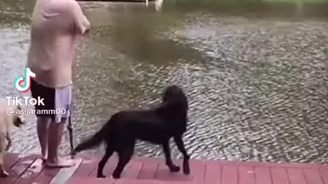 Dogs Panic When Owner Swings Into Lake