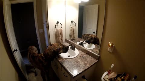Giant Great Dane prefers drinking from the sink