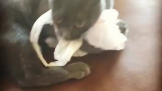 Cat freaking out over new toy