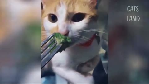 Cat Memes - Best cat video