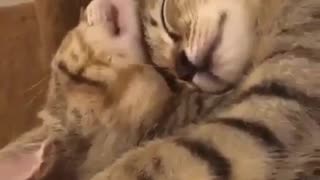 Two Cats Sleeping on each Other In a Cute way