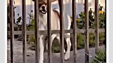 #dog #lover #dogfunnyvideo #funny #moments