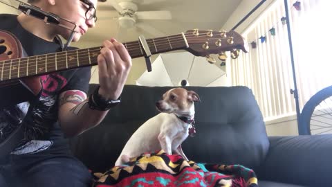 Dog Howling with Harmonica