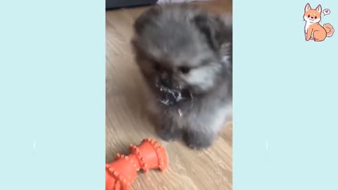 Smart Puppies Compilation