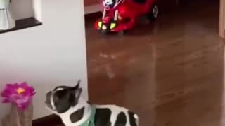 A dog that likes to play with a ball