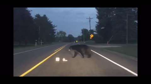 Huge bear crossing in front of traffic in Northern Michigan