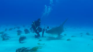 Very curious tiger shark attacks diver's camera