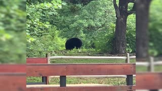 Black Bear In Downtown Gatlinburg Tennessee