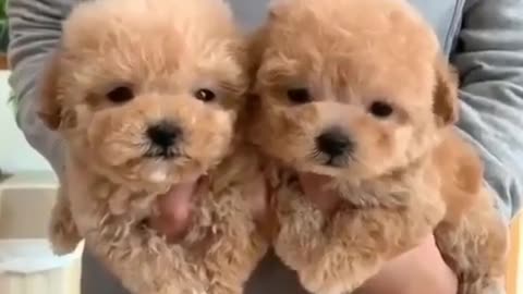 Little puppies....!!