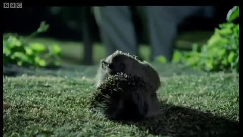 Hedgehog Mating Rituals | Life of Mammals | BBC Earth