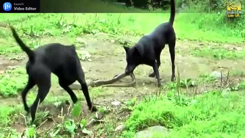 SNAKE FIGHT TILL DEATH FROM GROUP OF BLACK DOGS.mp4
