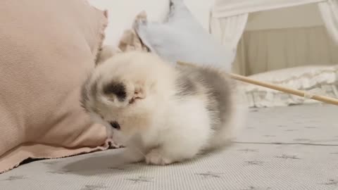 cute kitten videos short leg cat_