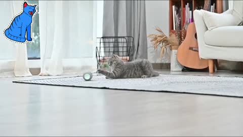 Cat i is playing with which toy, answer in comment box