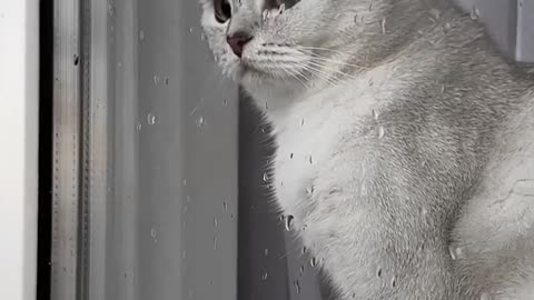Cat emotional video 😢