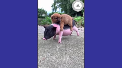 Little piggy gives piggy ride to puppy....