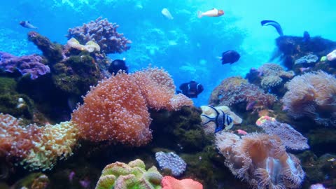 Marine Life Of Fishes And Corals(m