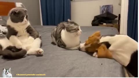 Best dog tried to kiss the cat but failed ever!
