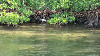 White Ibis