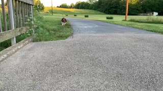 Running Basset