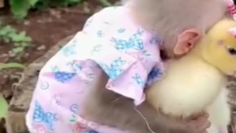 A small monkey plays with a chicken
