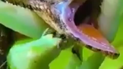 Mantis attacked Lizard and eaten it